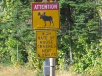 Beware of Moose in Maine!