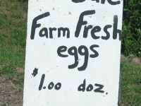 Farm Fresh Eggs Near Fergus Falls, WI