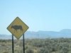 Gnu crossing on White Sands Missle Range?