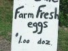 Farm Fresh Eggs Near Fergus Falls, WI