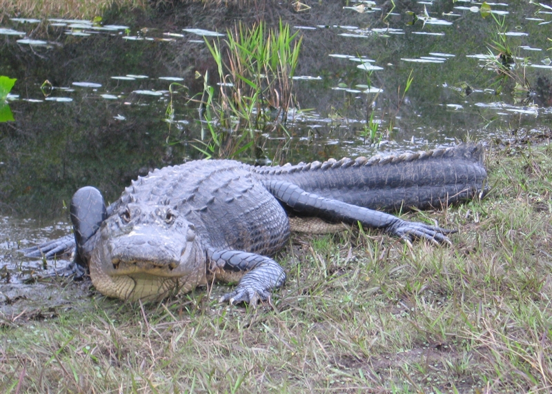 Alligator Okefenokee Swamp GA