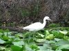 Snowy Egret Okefenokee Swamp GA