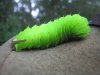Green Insect Okefenokee Swamp GA