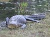 Alligator Okefenokee Swamp GA