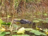 Aligator Okefenokee Swamp, GA