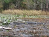 Alligator in Okefenokee Swamp, GA