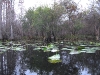Paddling Okefenokee Swamp, Georgia