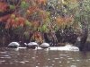 Yellow Bellied Pond Slider Turtles Okefenokee Swamp