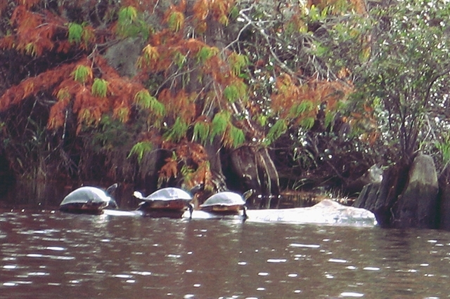 Yellow Bellied Pond Slider Turtles Okefenokee Swamp