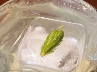 Skagway Distillery Spruce Tip Gin and Tonic