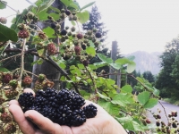 Oregon blackberries
