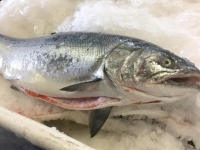 Fresh King Salmon, Quinalt Pride Seafoods, Taholan WA Fish Market