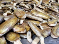 Fresh Razor Clams, Quinalt Pride Seafoods, Taholan WA Fish Market
