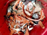 Salmon Waste, Quinalt Pride Seafoods, Taholan WA Fish Market