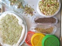 Fresh home sprouted sprouts from the RV kitchen