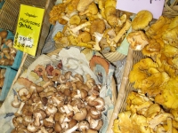 Local organic mushrooms at Nash Farm in Sequim