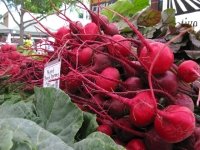 Fresh Beets at Fort Collins Farmers Market