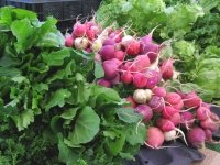 Fresh Veggies at Borrego Springs Farmers Market