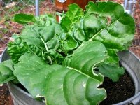 High Altitude Colorado Garden Chard