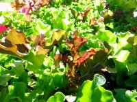 Cage Free Organic Salad Greens Grown at Altitude