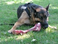 Wyatt Gnaws Elk Leg Paonia Colorado