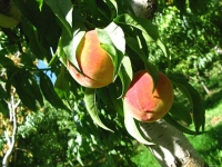 Organic Valley Farms Peaches Paonia Colorado