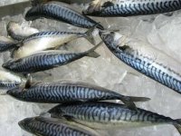 Fresh Mackerel at H Mart Asian Market  Los Angeles