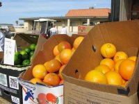 Fountain of Youth Fresh Produce Market