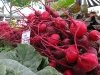Fresh Beets at Fort Collins Farmers Market