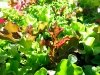Cage Free Organic Salad Greens Grown at Altitude