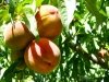 Organic Valley Farms Peaches Paonia Colorado