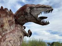 1_030626w_borreg-6274