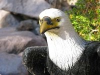 Bald Eagle Guards Slab City Library