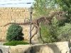 Downtown Thermopolis, WY Dinosaur Art Statue