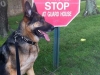 Wyatt Guards Graceland Entrance