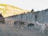 Odaroloc Sled Dog Training Camp Hale, CO