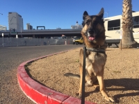 Dogs hate concrete camping in Vegas