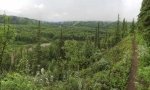 Tumbler Ridge Trail Run