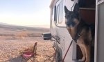 Wyatt Standing Guard, Lake Mead Free Boondocking