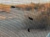 Hotlville Free BLM Boondocking Flies at Long Term Area