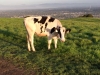 Running with Cows up Taylor Mountain, Santa Rosa CA