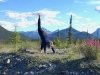 Northern Rocky Mountain Yoga Pose, Petersen Creek BC
