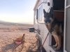 Wyatt Standing Guard, Lake Mead Free Boondocking