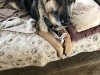 RVing dog means dirty carpet
