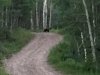 Bear on Vickers Ranch Upper Ranch Road