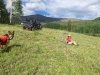 Vickers Ranch Day Off
