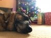 Christmas Wyatt