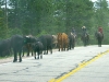 Cattle drive along Colorado HWY 287