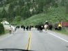 Red Feather Lakes Road Colorado Cattle Drive