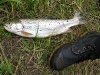 Vickers Ranch Lake City Trout